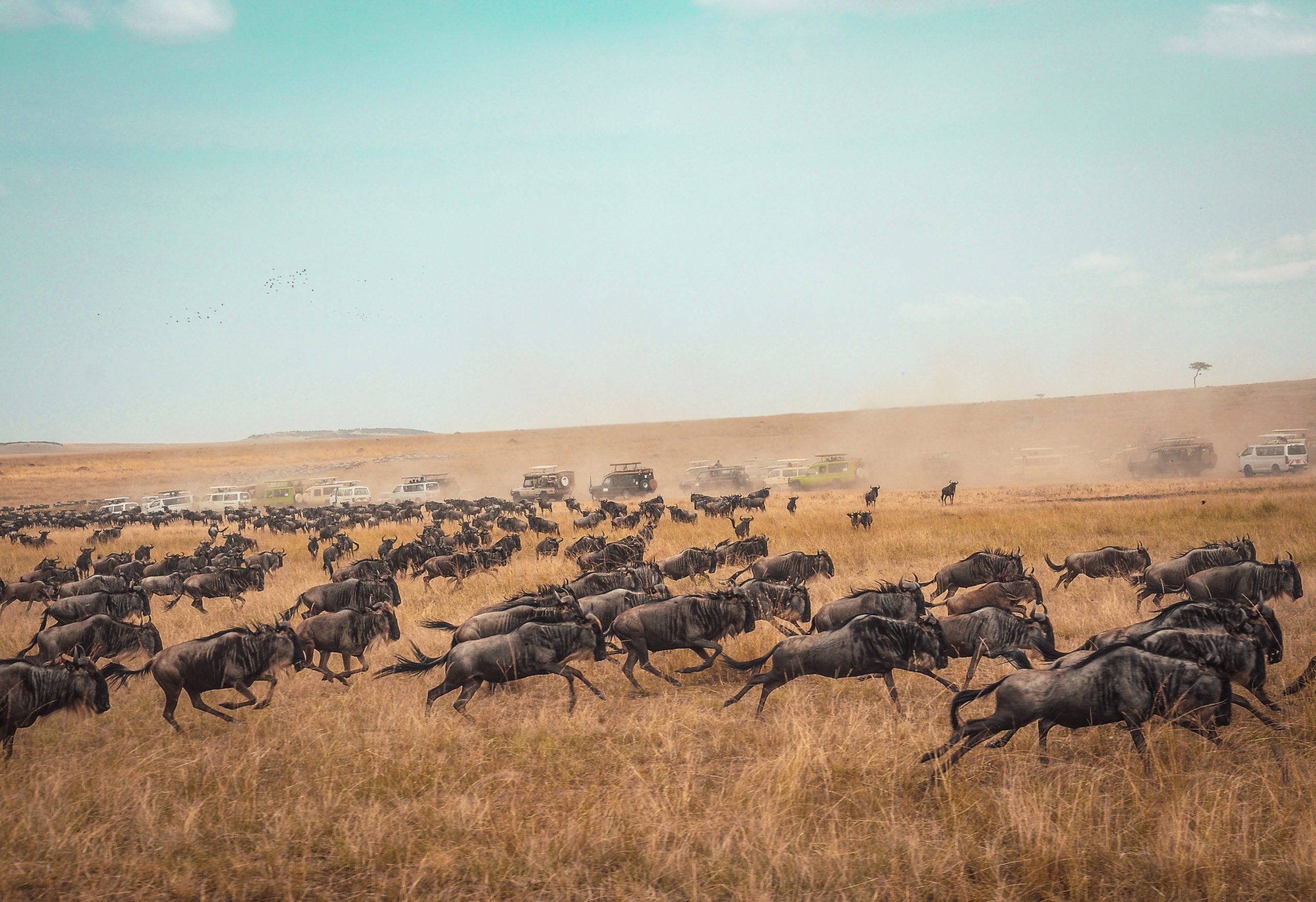 Why You and Your Family Deserves A Kenya Safari!